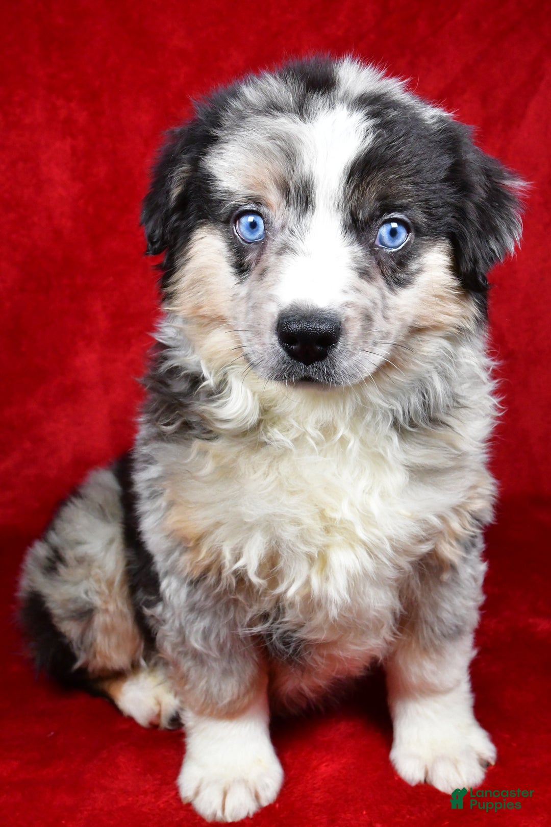Miniature Australian Shepherd dogs for sale: Willy - Ad 8