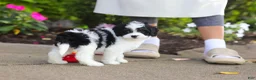 Cavapoo dogs for sale: Lacey - Ad 4