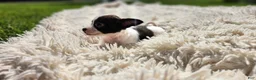 Chihuahua dogs for sale: Tara - Ad 4