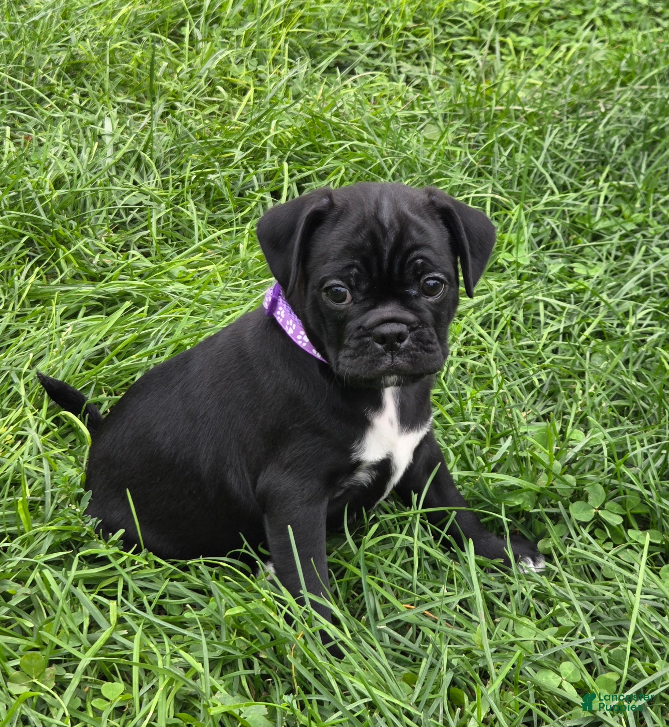 Mixed Breed dogs Poppy  - Ad 1