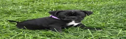 Mixed Breed dogs for sale: Poppy  - Ad 1