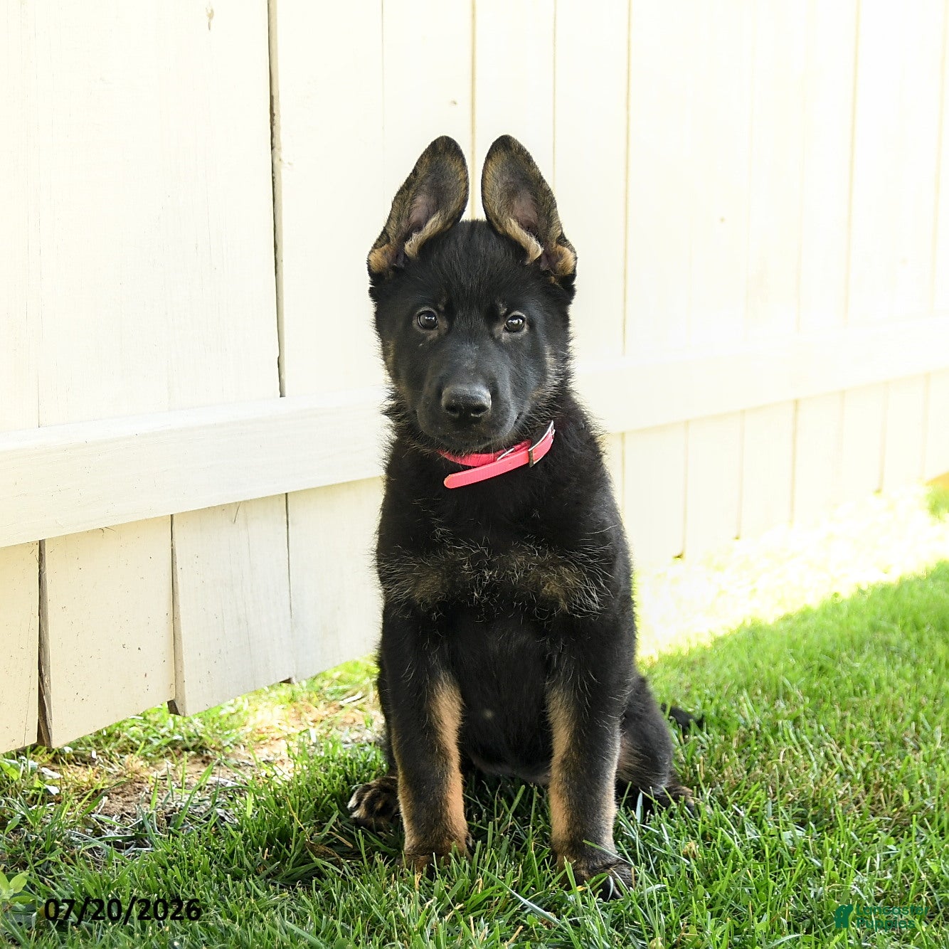 German Shepherd dogs Ember - Ad 1
