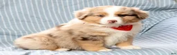 Australian Shepherd dogs for sale: Jayce - Ad 5