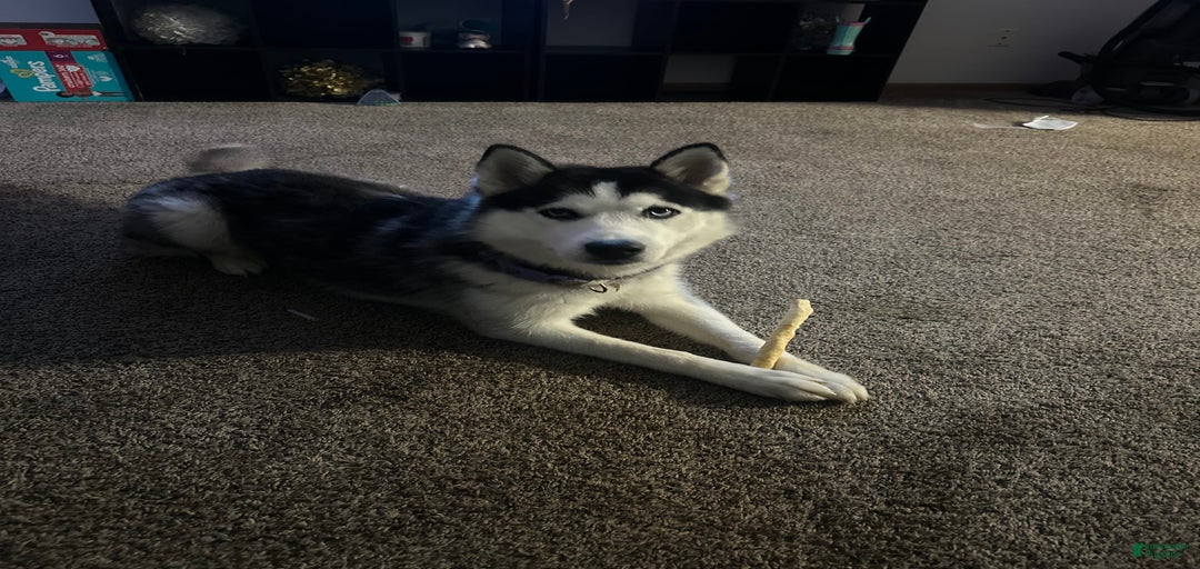 Gallery Image {{count}}