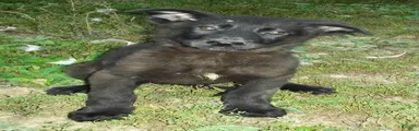 Onyx