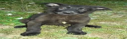 German Shepherd dogs for sale: Onyx - Ad 2