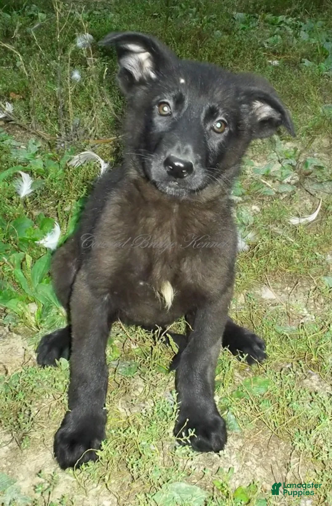 German Shepherd dogs for sale: Onyx - Ad 2