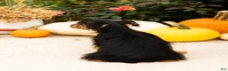 Yorkshire Terrier dogs for sale: Ollie - Ad 9