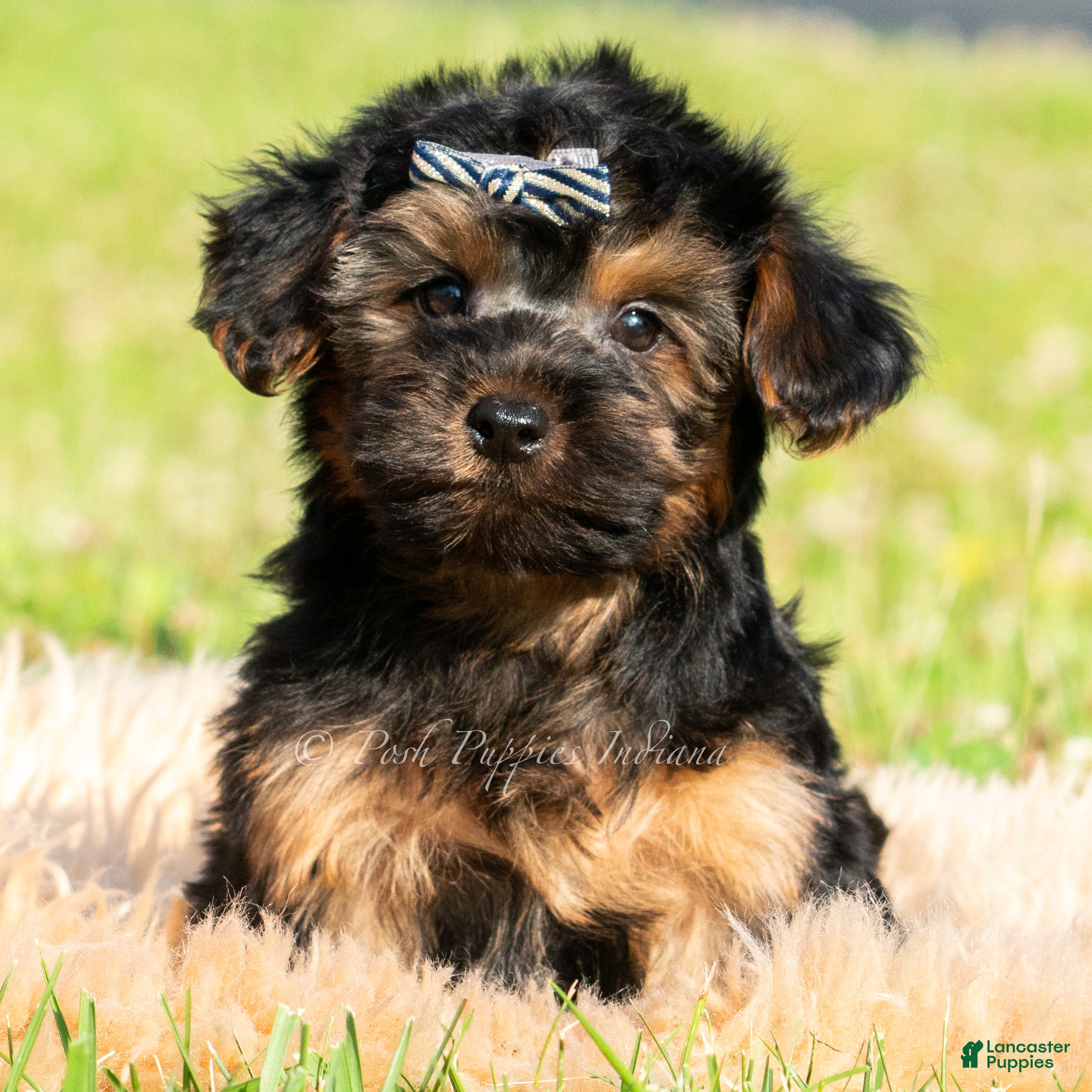 Maltipoo dogs Levi - Ad 10