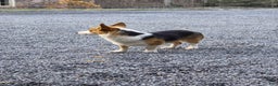 Welsh Corgi Pembroke dogs for sale: Rose - Ad 5