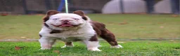 French Bulldog dogs for stud: Mr. Omg - Ad 3