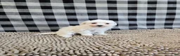 Bichon Frise dogs for sale: Blake - Ad 4
