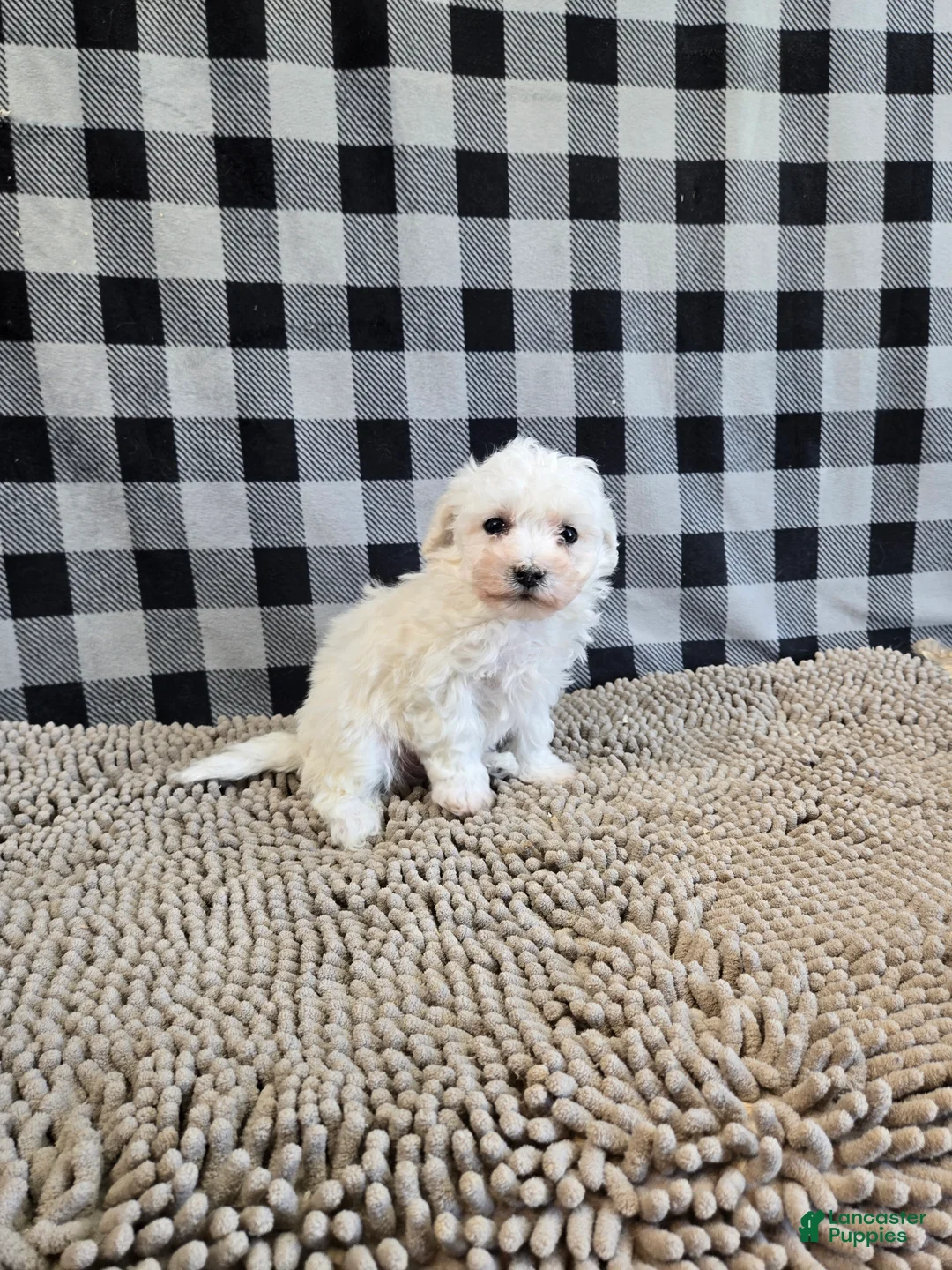 Bichon Frise dogs for sale: Blake - Ad 4
