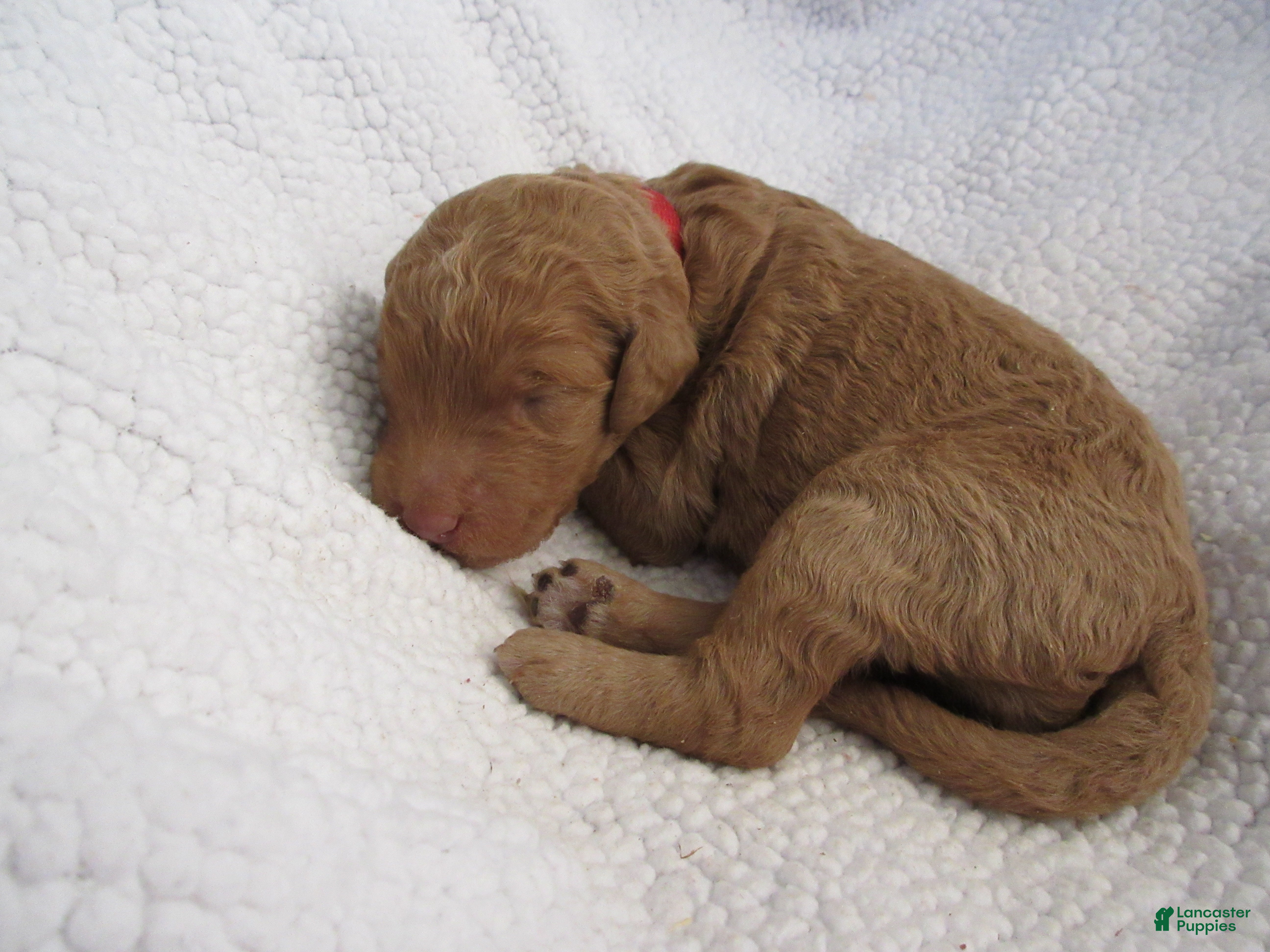 Goldendoodle dogs for sale:  Red collar - Ad 1