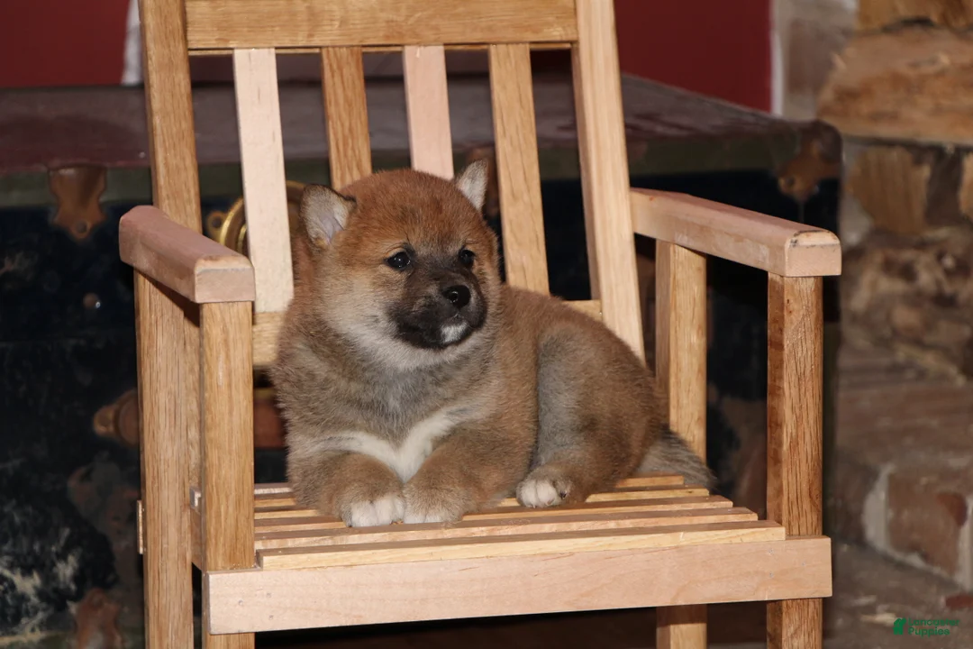 Shiba Inu dogs for sale: Shiba Inu Puppy 3 - Ad 1