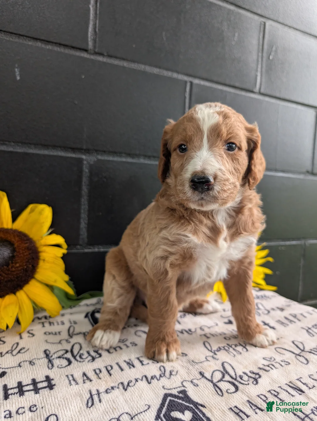 Goldendoodle dogs for sale: Libby  - Ad 15
