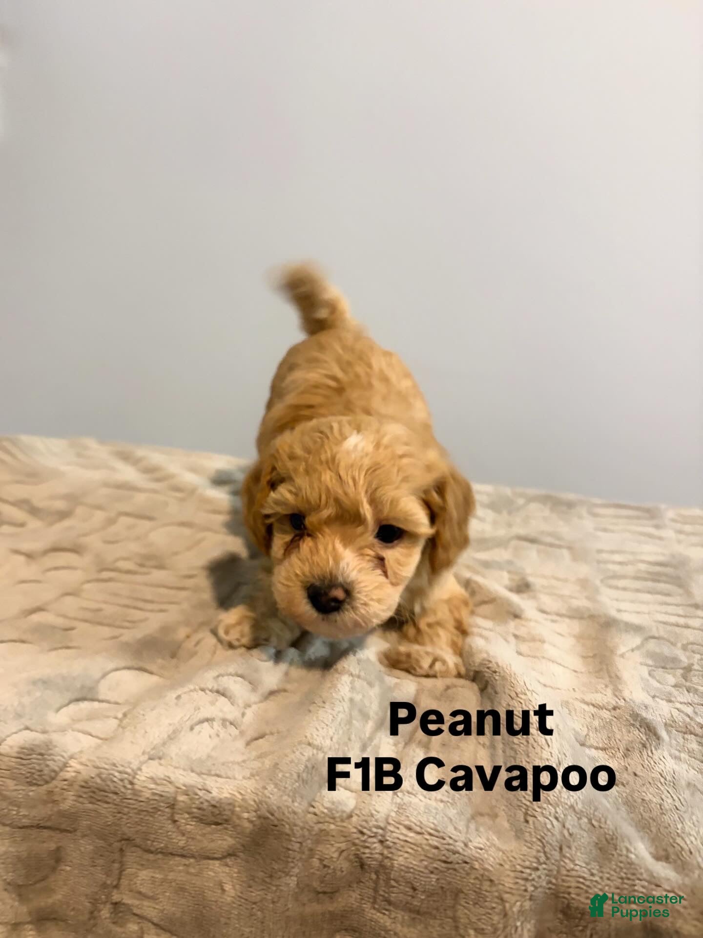 Cavapoo dogs Peanut - Ad 10