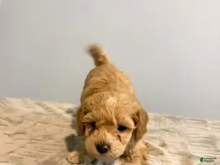 Cavapoo dogs Peanut - Ad 15