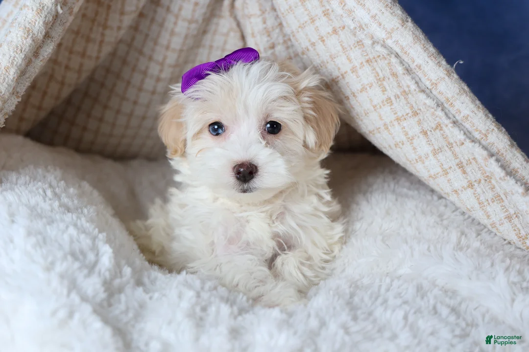 Havapoo dogs for sale: FANCY - Ad 11