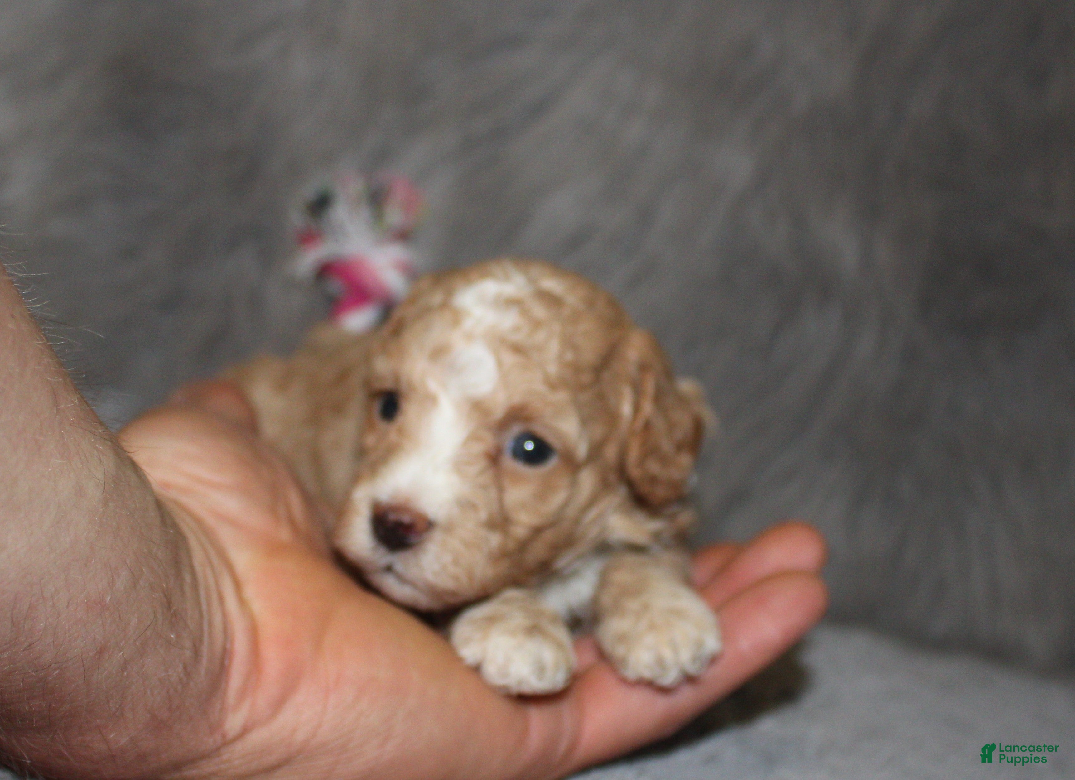 Havapoo dogs Zoey 🌷 - Ad 2
