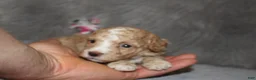 Havapoo dogs for sale: Zoey 🌷 Toy/Minature - Ad 58