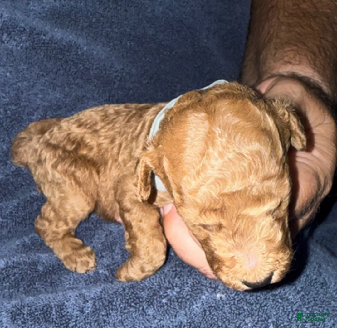 Goldendoodle dogs for sale: H25 Male Gray Collar - Ad 2