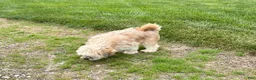 Lhasa Apso dogs for sale: Sammy - Ad 10