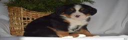 Bernese Mountain Dog dogs for sale: Blossom - Ad 6