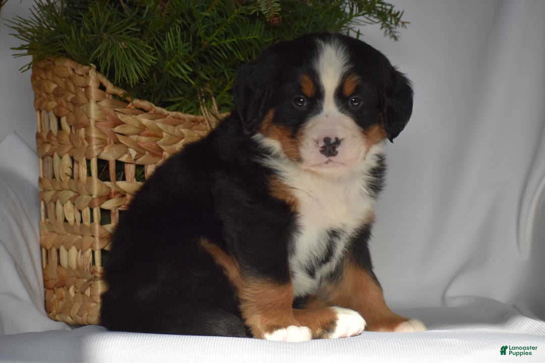 Bernese Mountain Dog dogs for sale: Blossom - Ad 6