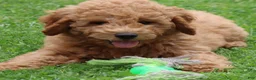 Mini Goldendoodle dogs for sale: Bobby - Ad 1