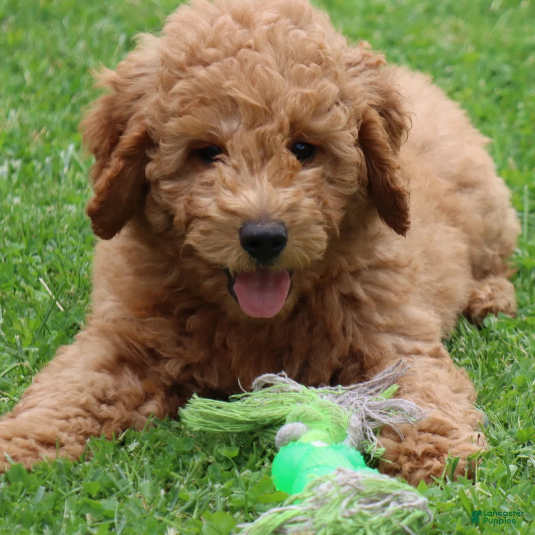 Mini Goldendoodle dogs for sale: Bobby - Ad 1