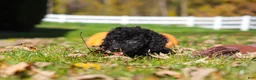 Cavapoo dogs for sale: Vince - Ad 8