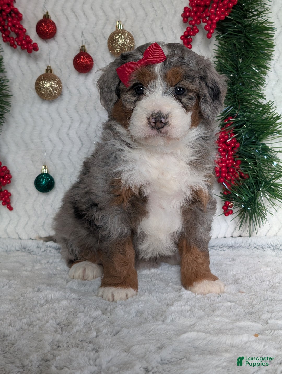 Mini Bernedoodle dogs for sale: Mini Opal  - Ad 14