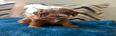 Puppy 1