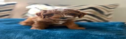 Cavapoo dogs for sale: Puppy 1 - Ad 1