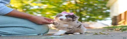 Miniature Australian Shepherd dogs for sale: Chaos - Ad 4