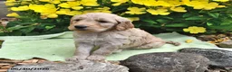 Goldendoodle dogs for sale: Licorice - Ad 3
