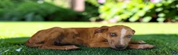Catahoula Leopard Dog dogs for sale: Tigger 2026 Female 1 - Ad 6
