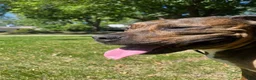 American Pit Bull Terrier dogs for stud: Sekhmet's Kennel - Ad 6