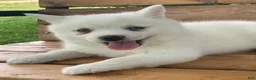 Alaskan Klee Kai dogs for sale: Pretty Blue Eyed SnowWhite~! - Ad 11