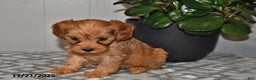 Cavapoo dogs for sale: Sadie - Ad 3
