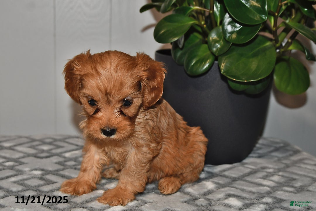 Cavapoo dogs for sale: Sadie - Ad 3