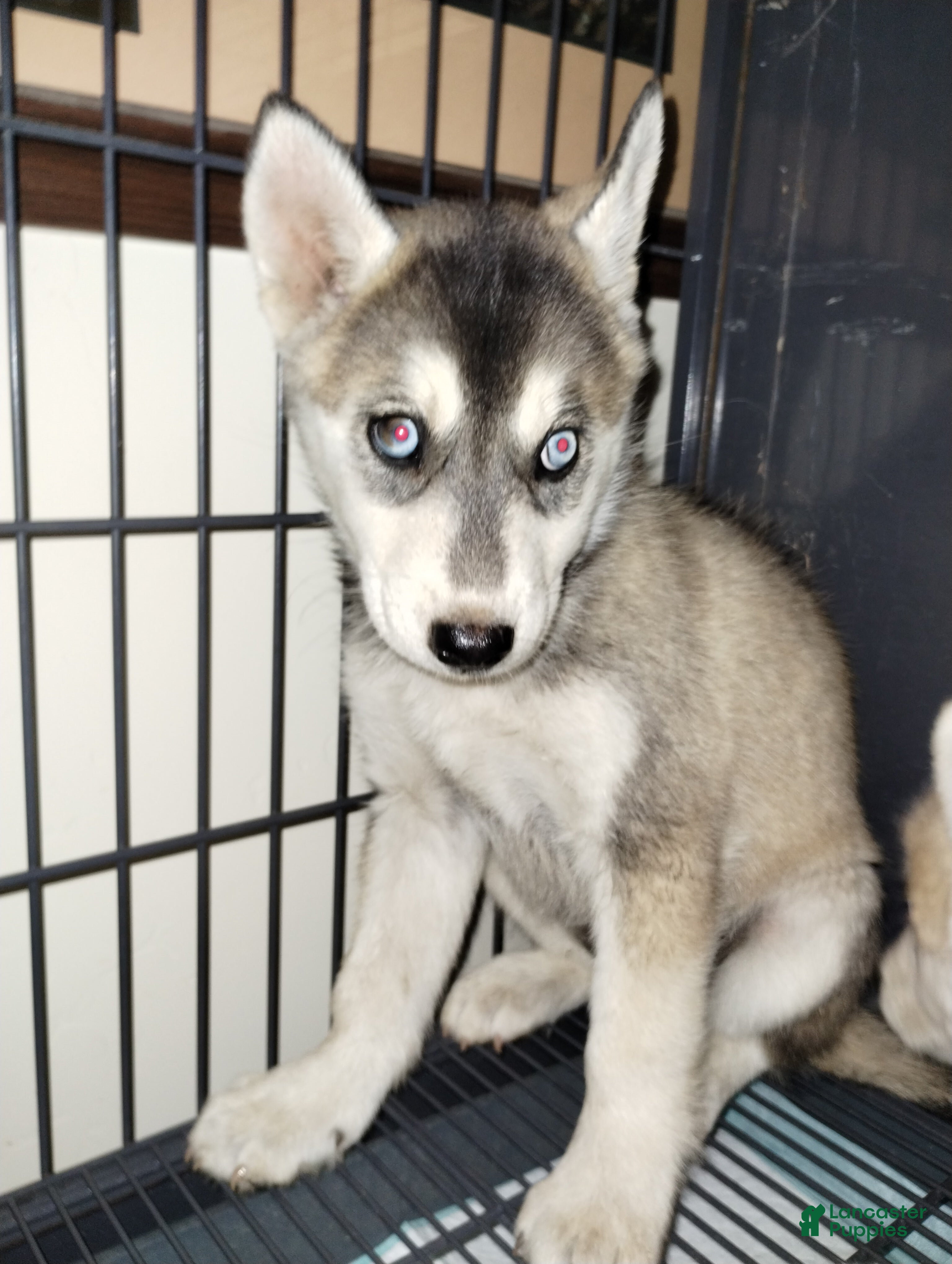 Alaskan Husky Husky Adoption Center Siberian Husky Dog Breed