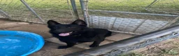 German Shepherd dogs for sale: German Shepherd 2 - Ad 9