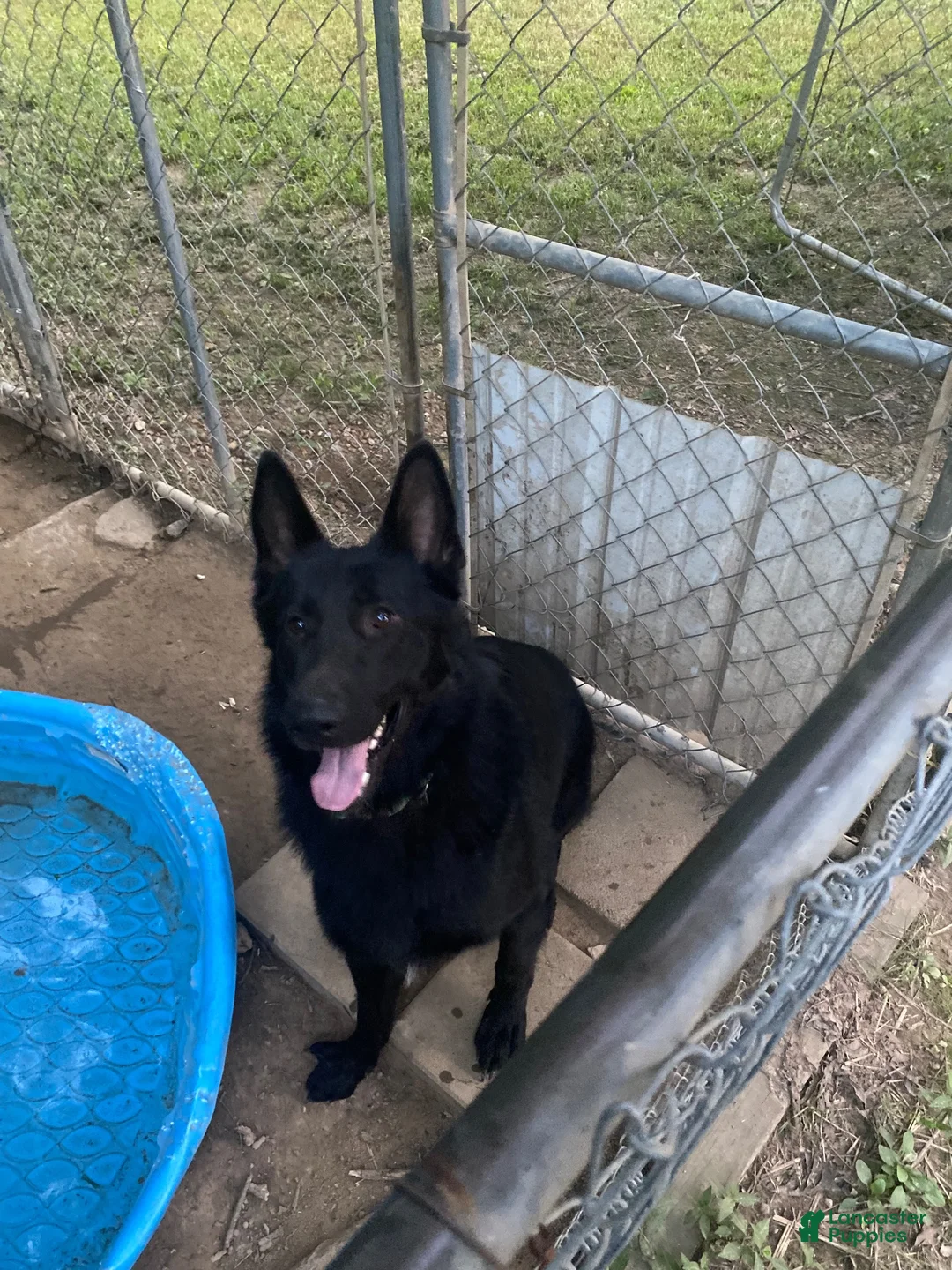 German Shepherd dogs for sale: German Shepherd 2 - Ad 9