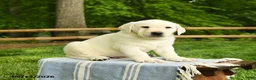 Labrador Retriever dogs for sale: Shamrock - Ad 4
