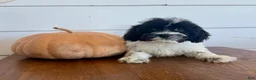 Cockapoo dogs for sale: Polo  - Ad 1