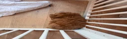 Cockapoo dogs for sale: Rosie  - Ad 3
