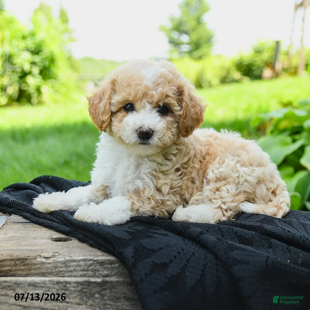 Bichpoo dogs for sale: Henley - Ad 2