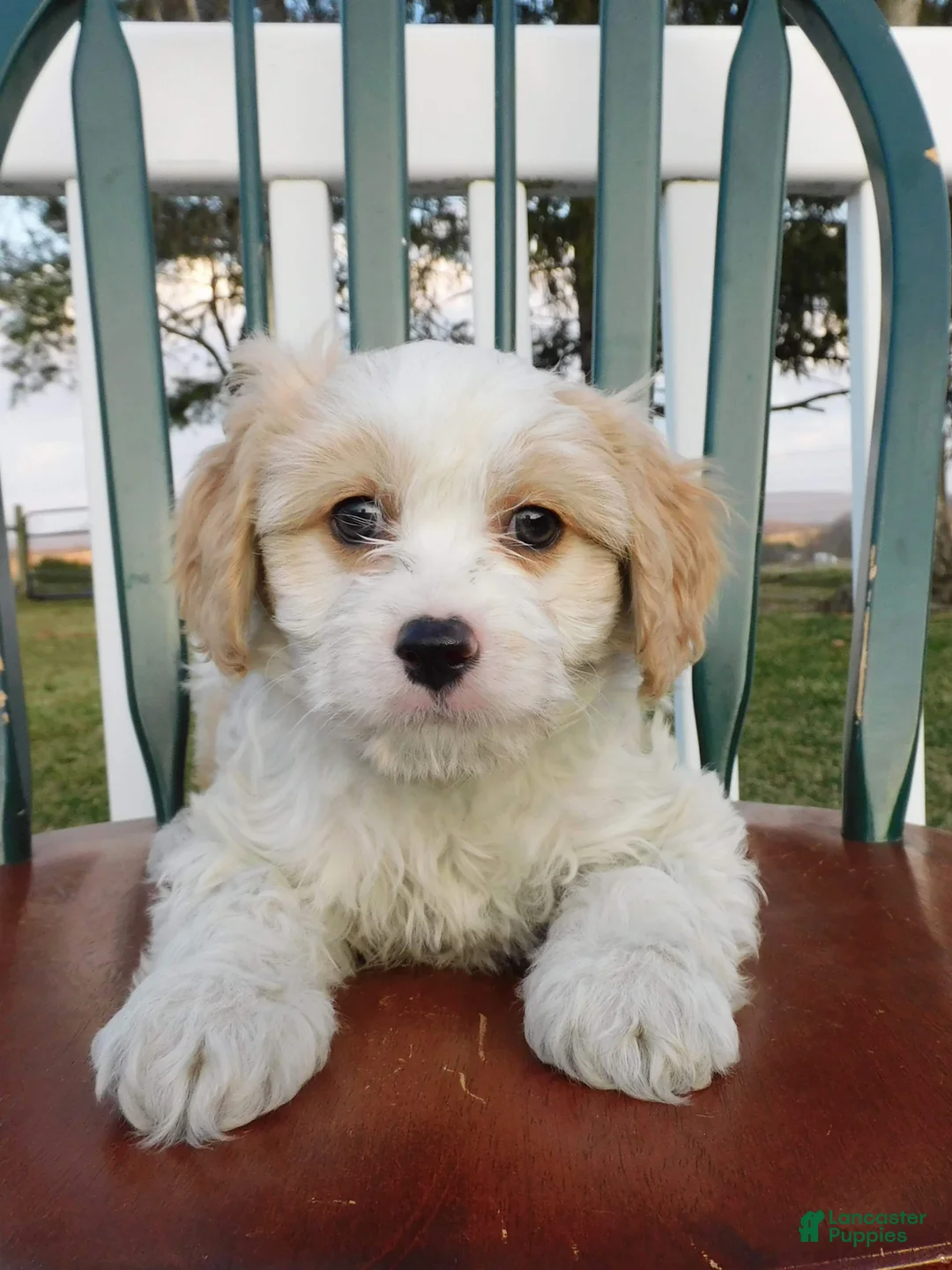 Cavachon dogs for sale: Snowdrop - Ad 2